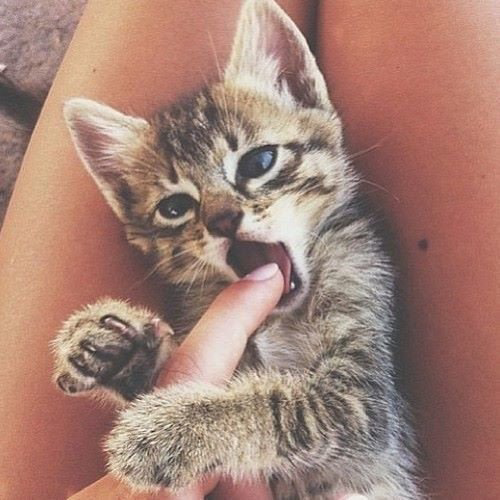 Modachica1's tweet photo. Adorable nivel 😻😻😻 http://t.co/4zS3jPABEL