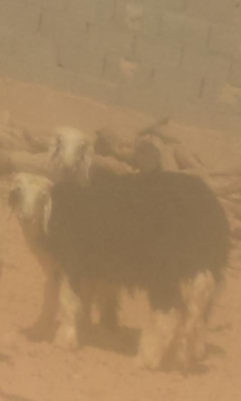 mohammed2y's tweet photo. @taageerr
م��كن http://t.co/0jjkW3UBab