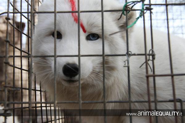 Il vero volto della #moda crudele verrà mostrato in Italia, con una nuova campagna di denuncia di <a href="/AE_Italia/">AnimalEqualityItalia</a>