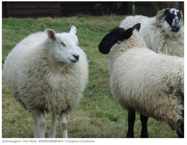 BuzzFeedUK's tweet photo. These sheep ate £4,000 worth of cannabis and now just look at them http://t.co/7XF9xw0tdw http://t.co/syUiYf5X5H