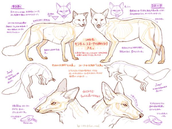 箱舟こみち キツネとコヨーテの違いメモ Http T Co 7ewploysek
