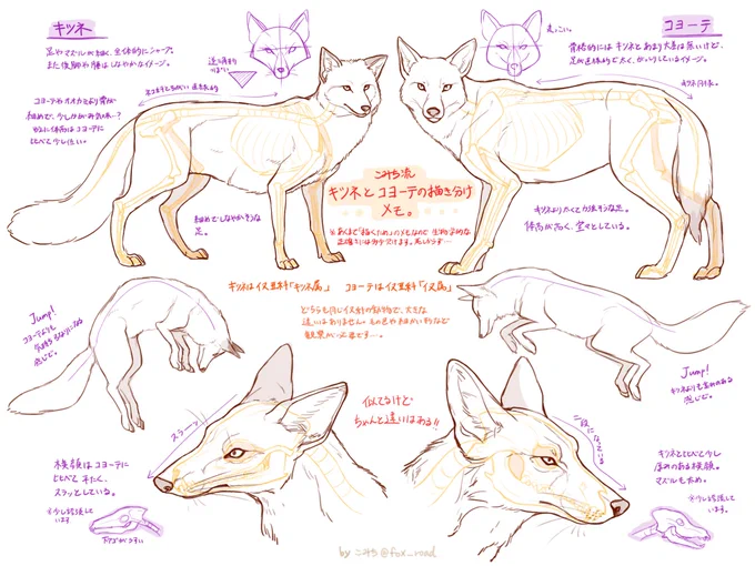 キツネとコヨーテの違いメモ。 