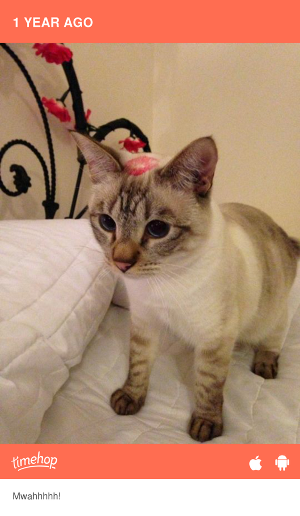 bebubly's tweet image. RORYPAWS &amp;lt;333 timehop.com/c/fup:10151804…