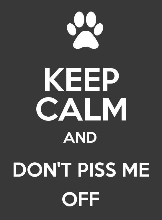 MeetGarfi's tweet photo. keep calm #Garfi #MeetGarfi #angryCat http://t.co/WBofqc2ova