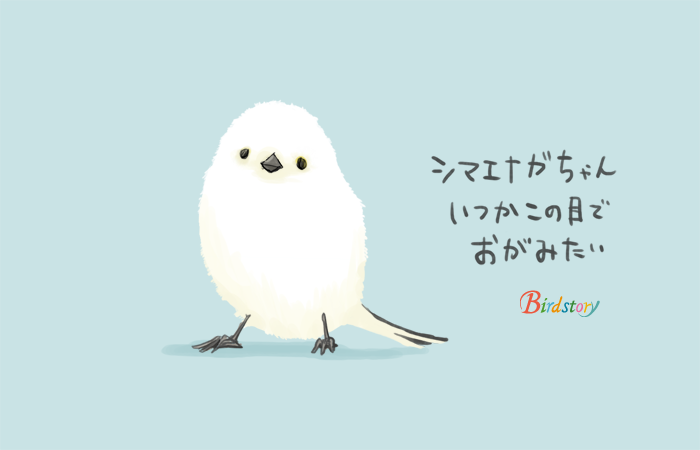 Twitter 上的 Birdstory 文鳥愛鳥家ユニットのトリノトリオさんからのオススメ写真集 世界のかわいい小鳥 を購入 まだまだ知らない鳥さんが沢山で ワクワク止まりません いつか探鳥旅行をするために今から色々勉強しなければ シマエナガ Http T Co Zp6qbhci45