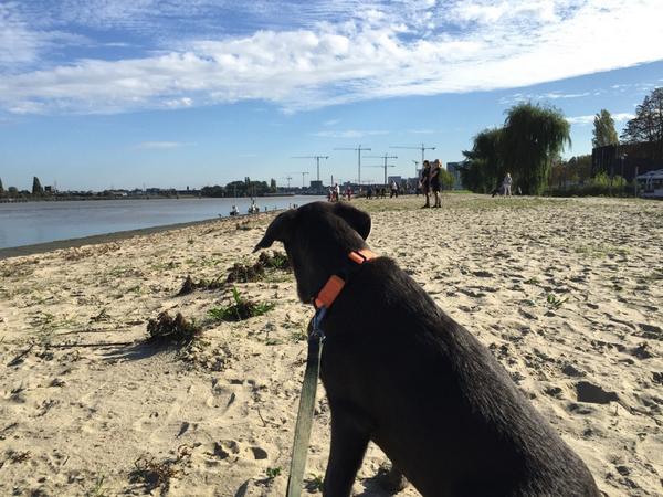 I'm at Sint Anneke in Antwerpen swarmapp.com/c/96CTj1OQWz5