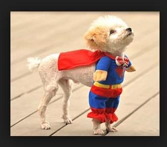 di_mcdonald's tweet image. The Christmas shopping has commenced..! #petpresent #luckydog