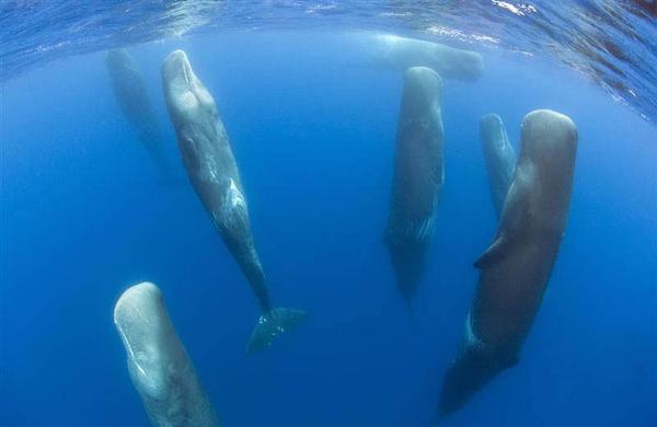Image result for A Stunning Photo That Captures a Pod of Sleeping Sperm Whales as They Float in Deep Water