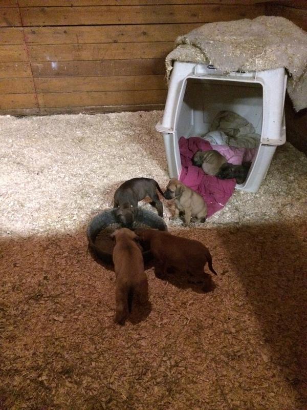 haley_mizsak's tweet photo. Who doesn't love barn babies 😍🐶 http://t.co/PsmCXivb99