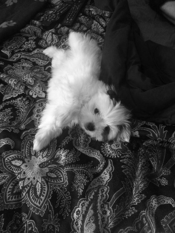 rach_neufert's tweet photo. Hard saying goodbye to this little one 🙊 #puppylove http://t.co/TqJ9cxRAdJ