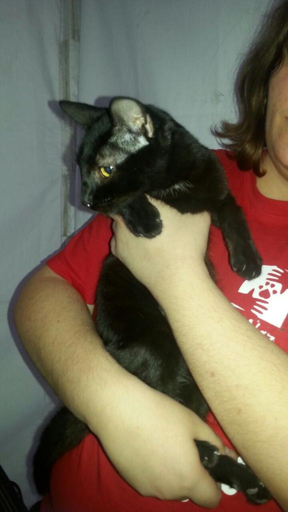 LaVozAnimal's tweet photo. Nuestro pequeño Carlitos es un gatito especial que necesita una familia igual de especial. Le ayudas con un Rt? http://t.co/iMdGS2dlHp