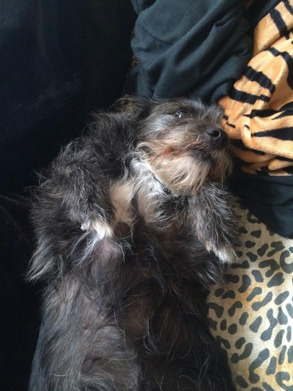 dexter_koh's tweet photo. It's Sunday not moving . #itsadogslife http://t.co/QjrqnGEzD3