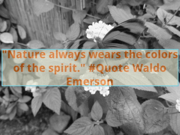 ngospot's tweet photo. "Nature always wears the  colors  of the spirit." #Quote Waldo Emerson http://t.co/HGj7mhQyZr