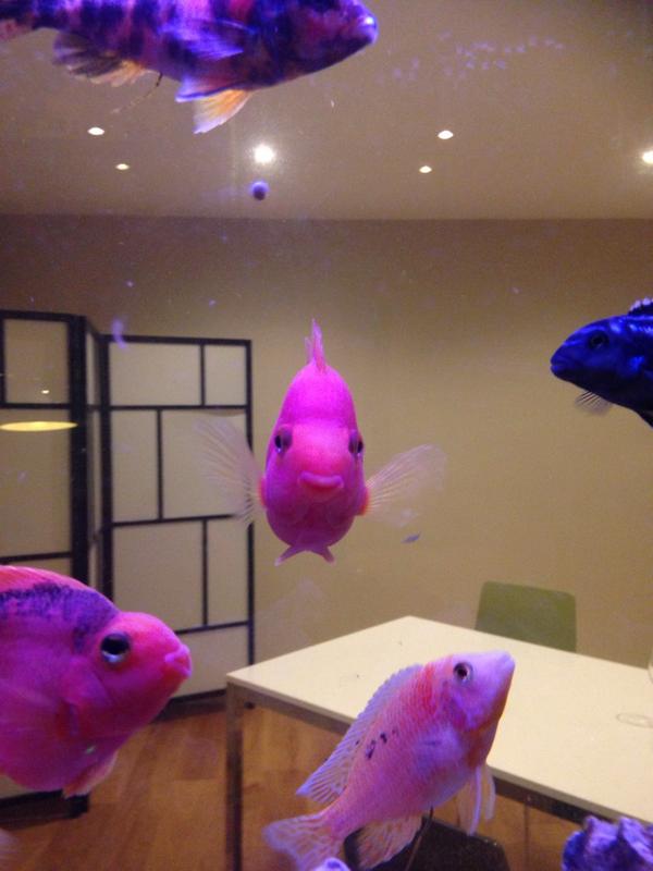 Happiest fish I've ever seen 😂👌