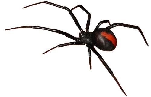 KillerRedBack tweet picture