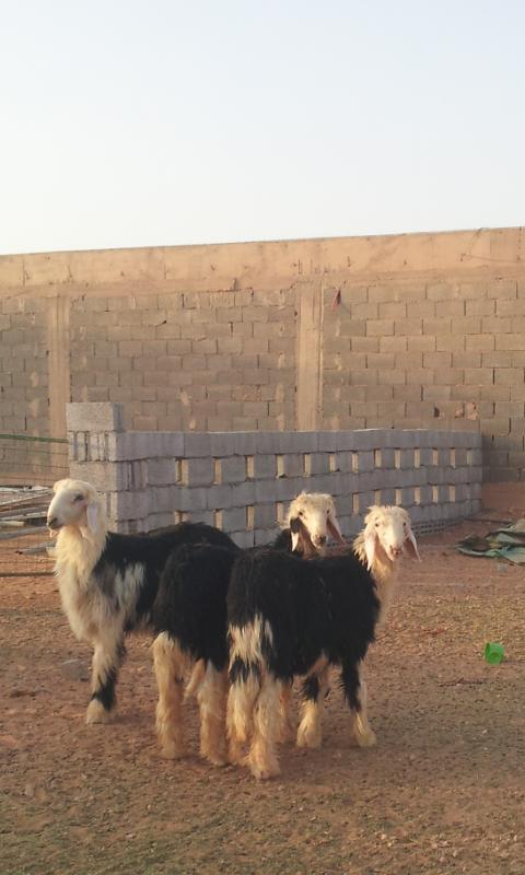 mohammed2y's tweet photo. @taageerr http://t.co/7FGYt9Jcej