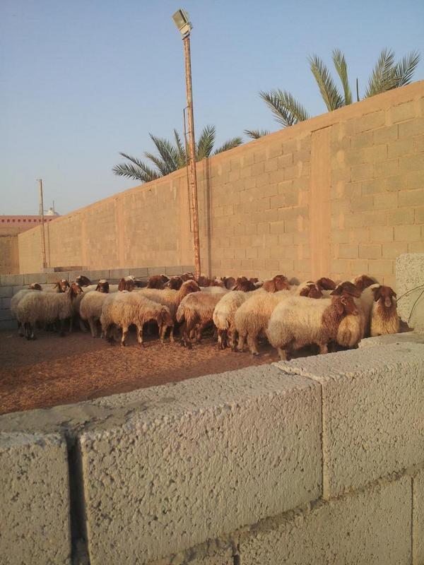 mohammed2y's tweet photo. عندي دفيع
بين
رباع وسديس ومنهن تامات
العذد 50 http://t.co/K4NRj6wsEf