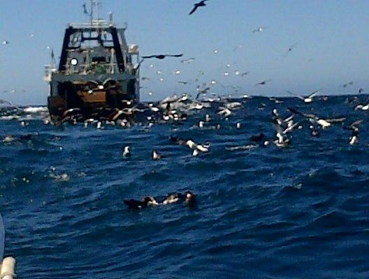 SmartCharters's tweet image. Yes check the Stern Trawler and the birds.....that means the Tuna have arrived!