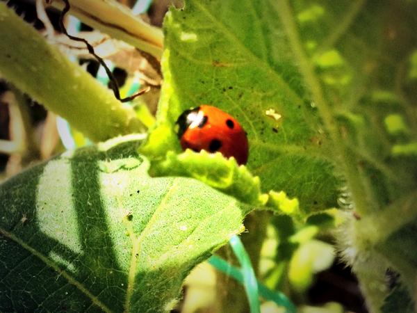 TraceyCarter09's tweet photo. @wildlife_uk think this pretty little ladybird was getting ready for a winter sleep.π#ladybird #hibernation #twospot http://t.co/TSGTIDYWTV
