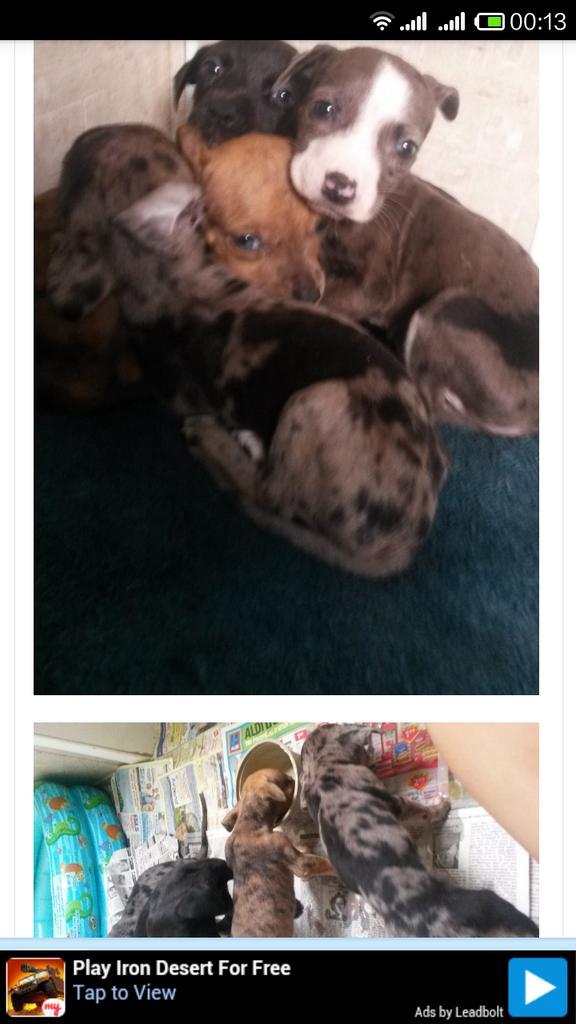 cheekykmk's tweet photo. #UkraineZoo I Support Ppl Who Walk The Talk! Here's Another Who Has Saved 8 Doggies! Pls Hlp! https://t.co/ChFjSYdqMC http://t.co/w7DTdYqTNz
