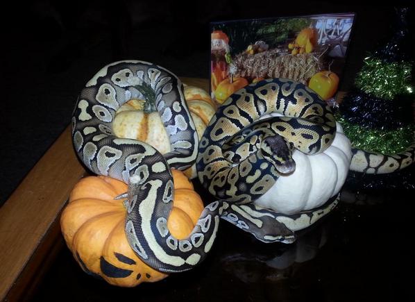 alwaysthehated's tweet image. Dixon and kingston #ballpython #pastelballpython #lesserballpython #halloween #halloweentheme