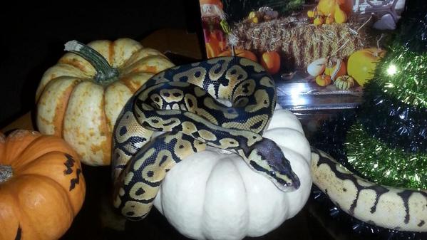 alwaysthehated's tweet image. Dixon and kingston #ballpython #pastelballpython #lesserballpython #halloween #halloweentheme