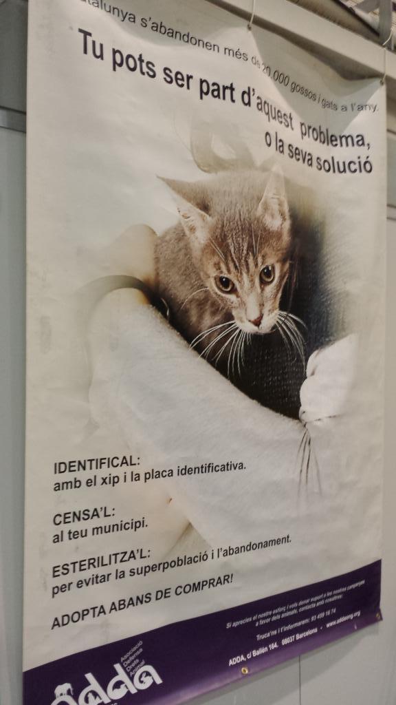 Animaladda's tweet photo. A #Catalunya s'abandonen + de 20.000 gossos i gats a l'any, TU pots ser part d'aquest problema, o la seva solució http://t.co/WmR6bN2jJt