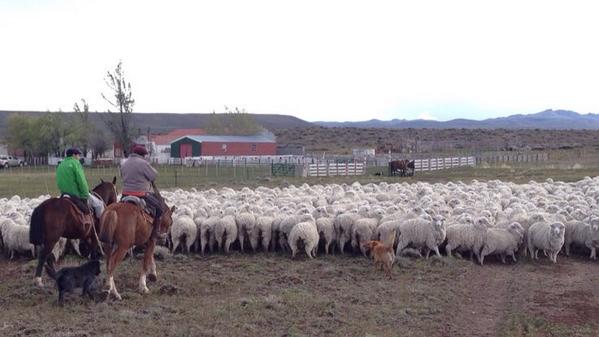 patagoniasheep's tweet photo. Bringing in the flocks #shearing2014
#esquila2014 #merino #patagonia #wool #nomulesing #merinowool @Campaignforwool http://t.co/a2hxMGk2B4