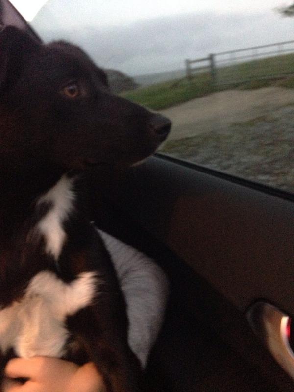 Alicenickss's tweet photo. @JamesHitchinson haha I know! This is her looking longingly for her lost family.. Poor pup! http://t.co/yAEoyLJCNP