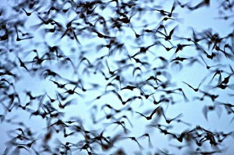 bjorkchile's tweet image. información sobre #batsounds de #biophilialive: smarturl.it/2tasmu