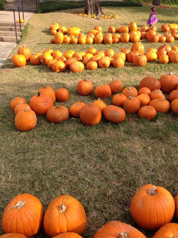 matthewlamon's tweet image. Got my Tarrytown Methodist pumpkin picked out! #fallinaustin