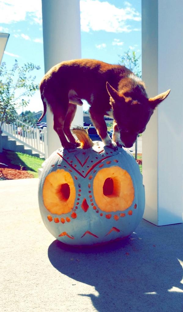 briinicc's tweet photo. My pumpkins 🎃 #elevenam http://t.co/aENvyn0gi1