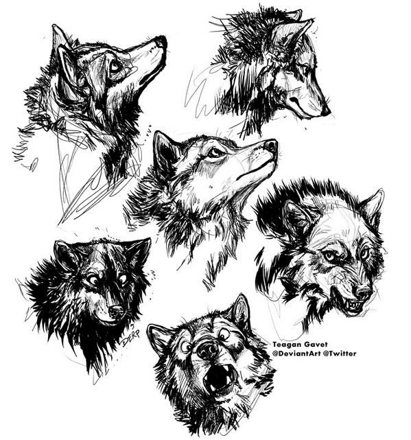teagangavet's tweet photo. Ridiculous traffic shenanigans aside, have some wolves! #Sketch http://t.co/ObyYDwcgI9