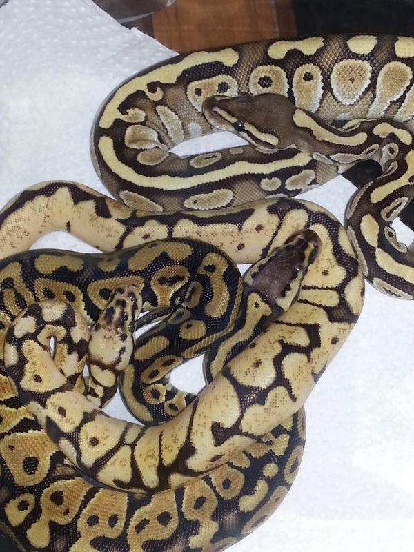 alwaysthehated's tweet image. Dixon🐍💚Izzy🐍💚Kingston🐍💚
#reptiles #snakes #ballpythonbabies #ballpython