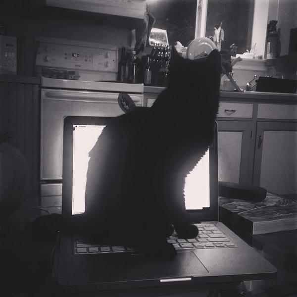 bailroo1067's tweet photo. Kinkytail "Kinks" McCuddlebottom was found in a dumpster. He is sweat and unchipped. Now he's #myfirstcat #kinkscat http://t.co/NZRBqfQMKL