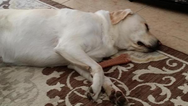 Happy dog with her bone!