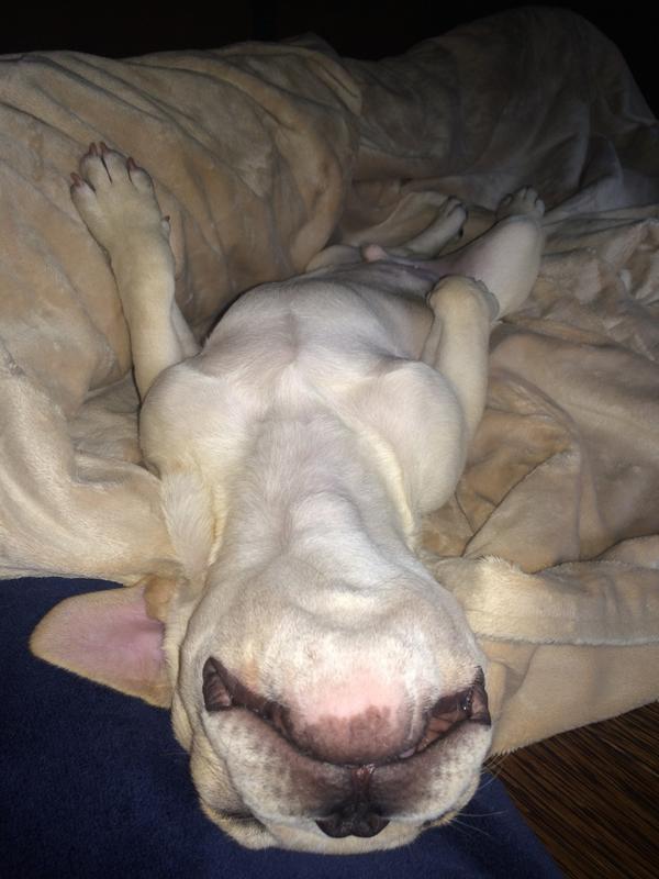 yo_frenchie's tweet photo. Taking it easy today after a ruff weekend #LazySunday #Yoga http://t.co/YSpXNGKqav