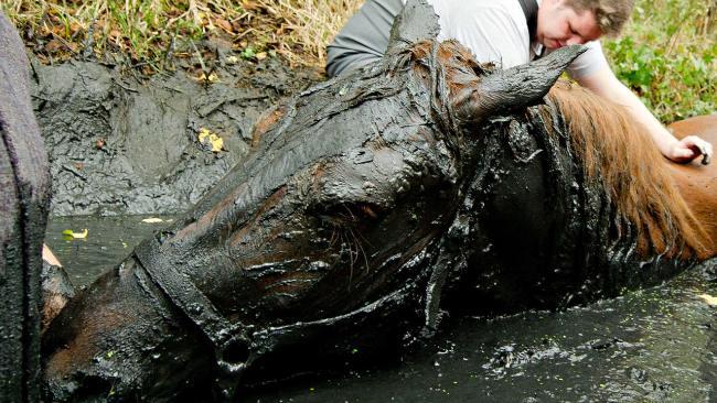 Embedded image permalink