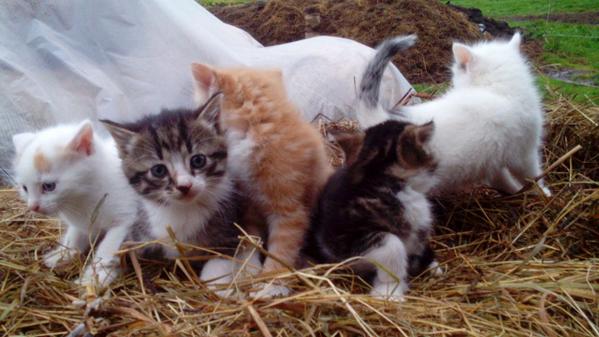evija_ose tweet picture