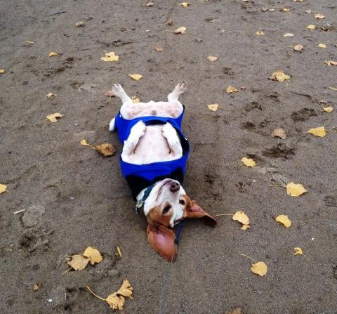 ChristianneMcGe's tweet photo. #basset #hound #happy #roll #hike #wknd #fun #adventures #dog #pet #son #bobbymcgee http://t.co/UpdqTbBIzS