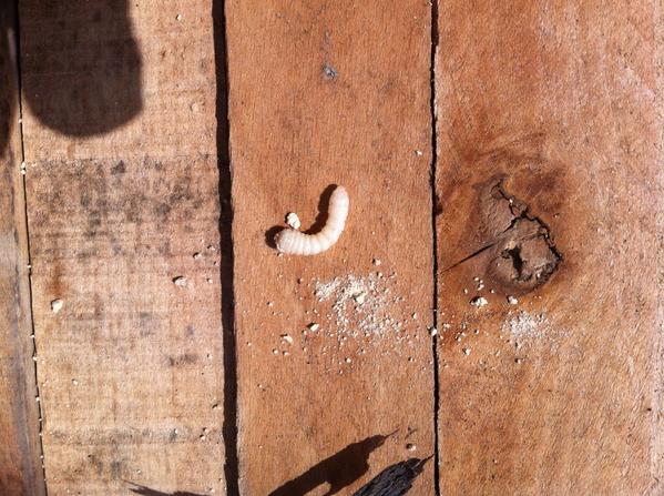 1 van de vele boktorlarven die een schuur/tuinhuis opaten.
Al het hout vervangen.
Hout was te ver opgegeten