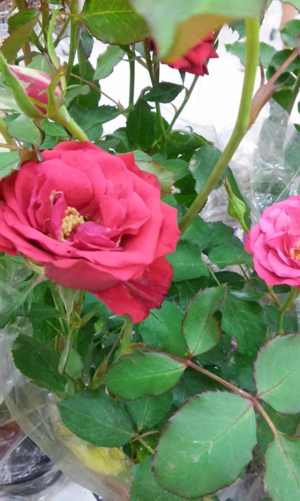 GoiaLife's tweet image. 