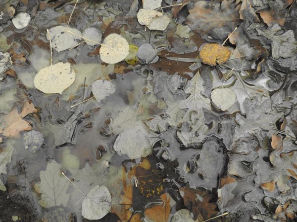 ClaudetteGabbs's tweet image. Leaves in #cameraeffect yellow/greens
