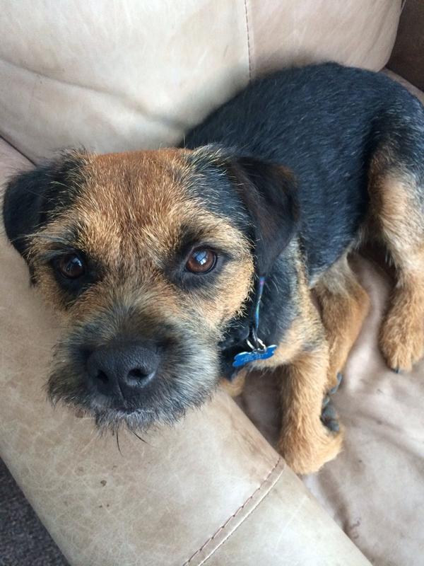 BorderArthur's tweet photo. My does hav a nu hair cut. Dad luvs it. Mum doesn't. http://t.co/YK2inibMtl