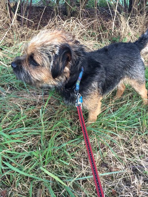 BorderArthur's tweet photo. My does hav a nu hair cut. Dad luvs it. Mum doesn't. http://t.co/YK2inibMtl