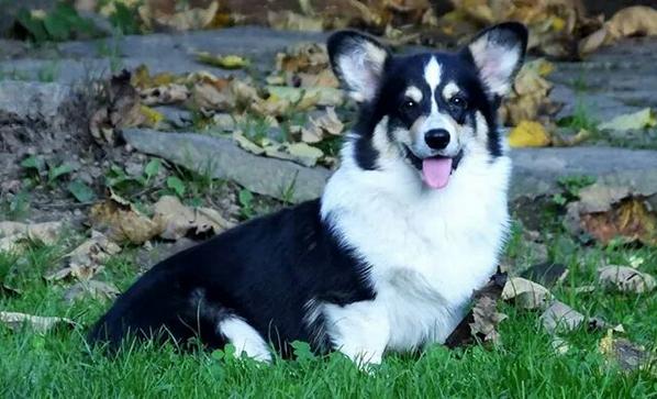 corgipemkennel's tweet photo. CHINA NERA DE IL LARICE BIANCO
#CORGINATION #WELSHCORGIPEMBROKE #CORGICOMMUNITY #CORGIFRIENDS #CORGILIFE #DOGS http://t.co/6QwdbZWCTz