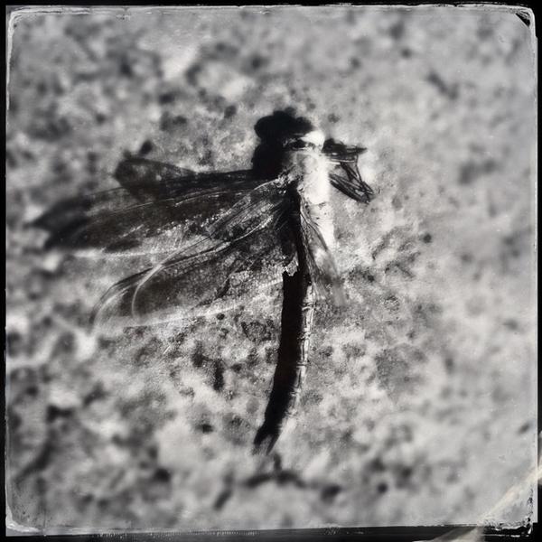 drewrog's tweet image. Slain dragon #foundscenes #roadtrip  #Hipstamatic #Tinto1884 #DTypePlate