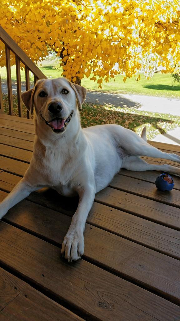 Laciethedogg's tweet photo. Hi furpals!!Enjoying the autumn day!!! And I don't have my collar on getting too small again #growinggirl http://t.co/S9Mr3WeCXK