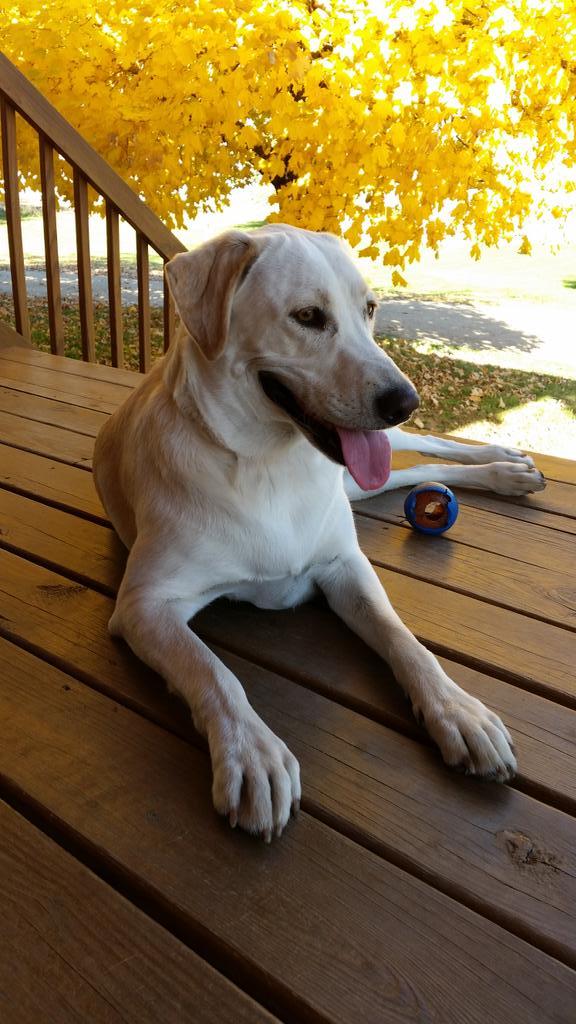 Laciethedogg's tweet photo. Hi furpals!!Enjoying the autumn day!!! And I don't have my collar on getting too small again #growinggirl http://t.co/S9Mr3WeCXK