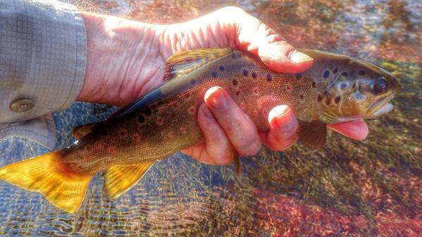 woolly_bugger's tweet image. #flyfishing for #browntrout on the #smithriver va on a sunny fall day with the dog #cantcomplain